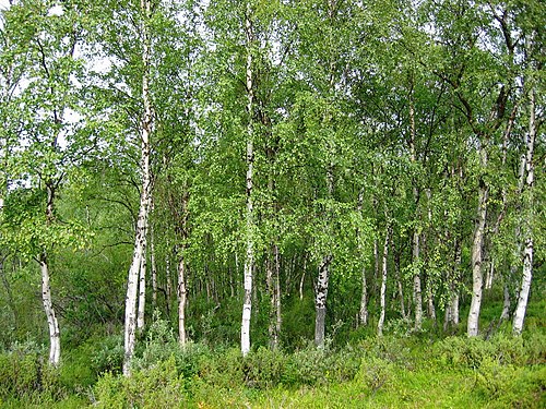 Betula pendula
